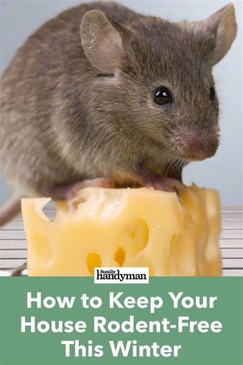 Best Ways To Get Rid Of Rodents In Your House Getting Rid Of Mice