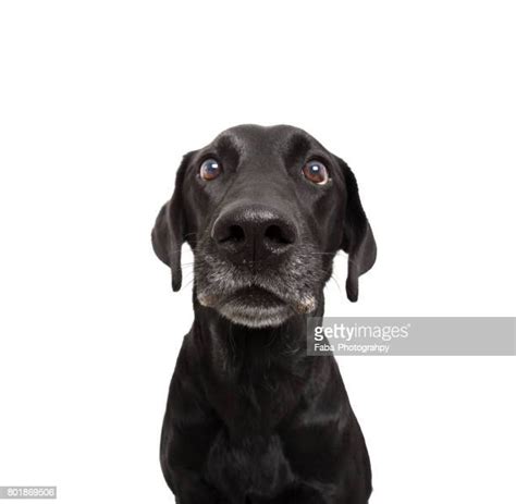 134 Shocked Dog Face Stock Photos High Res Pictures And Images