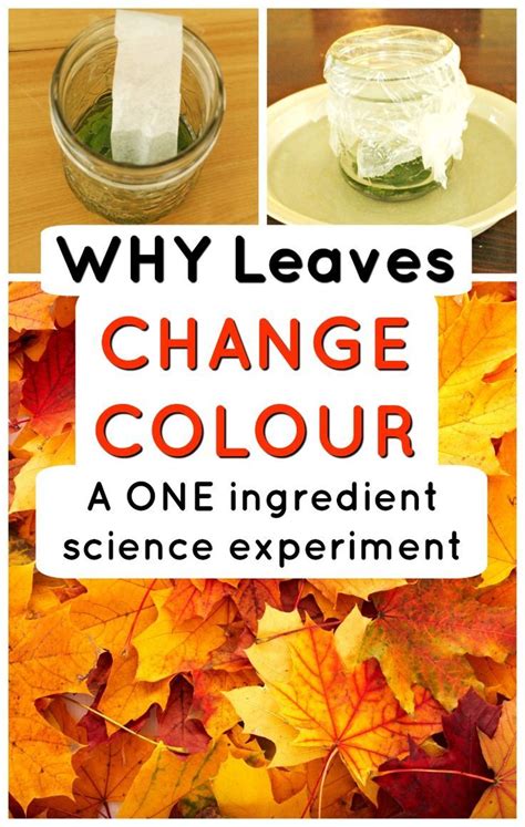 Science Experiments For Kids Why Do Leaves Change Color Fall