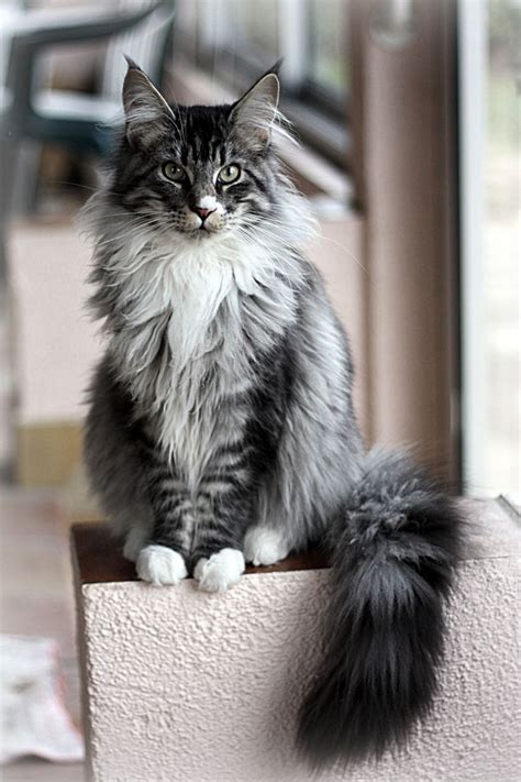 silver maine coon cat pets ideas