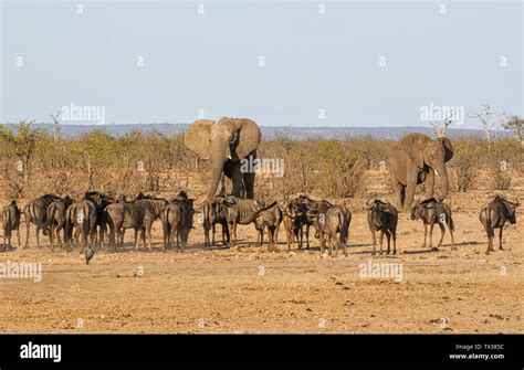 A Busy Watering Hole In Southern African Savanna Stock Photo Alamy