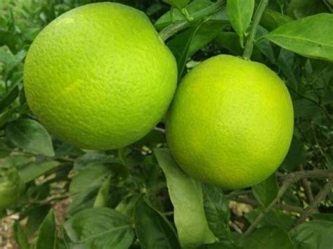 Sweet Lime In Bengaluru Latest Price And Mandi Rates From Dealers In