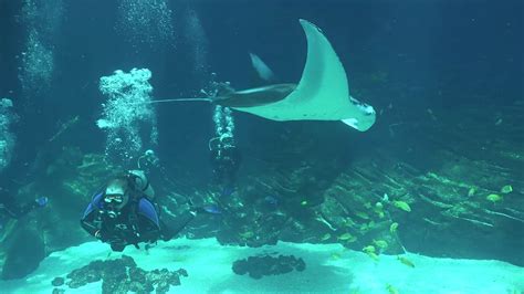 Diving Ocean Voyager At The Georgia Aquarium Youtube