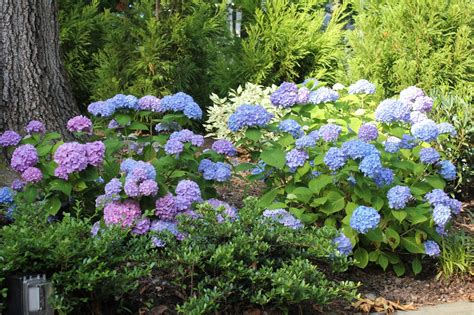 Hydrangeas change color (except for the white ones) based on the ph level of their soil. Gardening and Gardens: Hydrangeas - Blue, Pink, White and Lace