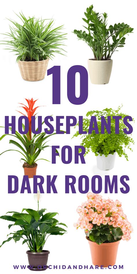 Philodendron (philodendron spp) philodendron is a large genus of flowering plants in the araceae family. 10 Low Light House Plants in 2020 | Low light house plants, Easy house plants, Indoor plants low ...