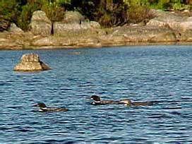 Waterfront cottage on quiet graham lake in the middle of our small working farm. Near Acadia National Park & Bar Harbor: Lakeside Cedar ...