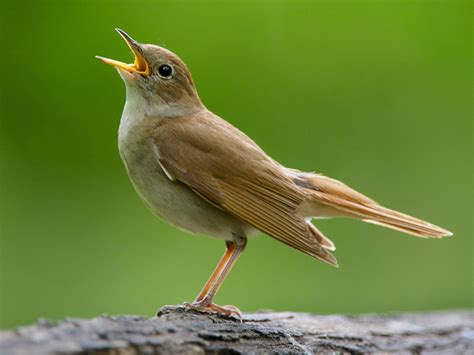 Nightingale National Bird Of Iran Interesting Facts