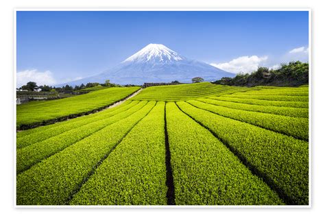 Tea Plantation With Mount Fuji In Shizuoka Japan De Jan Christopher