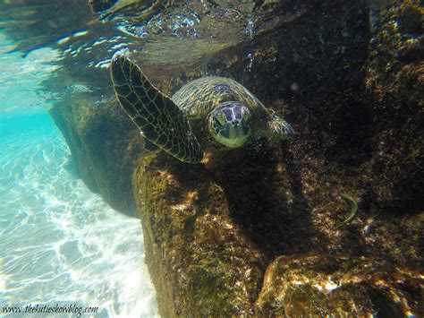 Here Are The Best Places To Swim With Turtles On Oahu Waimea Bay
