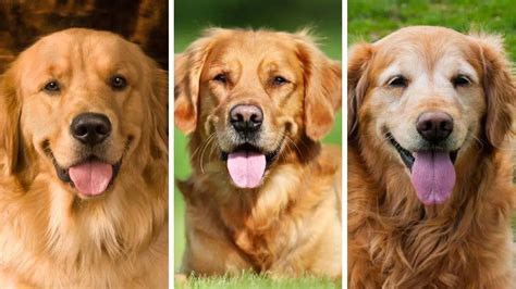 Old Golden Retriever Dog To Advance This Breed To A State Of