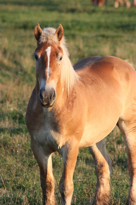 720x1184 Wallpaper Brown Horse Peakpx