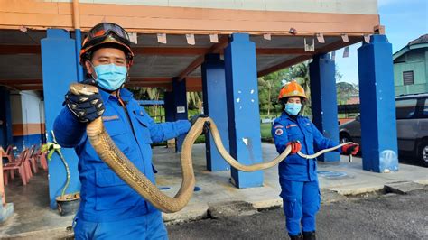 Ular tedung selar boleh mencapai 18 kaki panjang, menjadikan mereka spesis terpanjang dalam kategori ular berbisa. Tedung selar dalam bilik tangki air sekolah - Utusan Digital