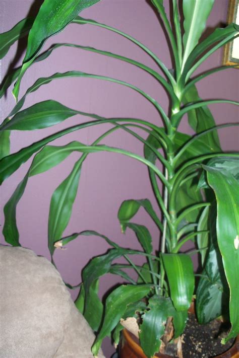 Any of us remember standing against the doorframe in our early years while our parents marked our height with a pencil to measure how much we had grown. houseplant- dracanea-"corn plant"- tall, looks like a corn ...