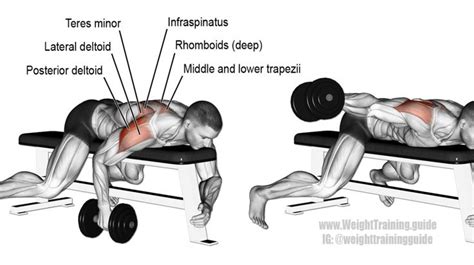 Dumbbell Armpit Row Instructions And Video Weight Training Guide