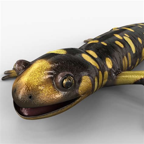 3d Tiger Salamander Rigged