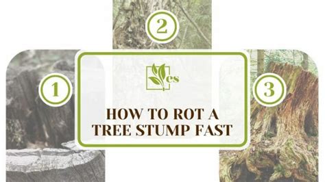 How To Rot A Tree Stump Fast Quick Tips Tricks And Techniques