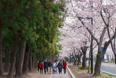 Jinhae Cherry Blossom Festival Walking To The Korean Naval Base Rkorea