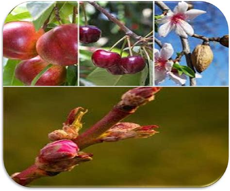 Conosciamo meglio gli alberi da frutto: LE GEMME DEGLI ALBERI DA FRUTTO (Prima Parte) | GermoglioVerde