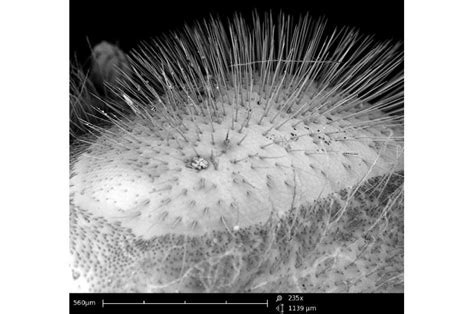 Hair Spacing Keeps Honeybees Clean During Pollination Researchers