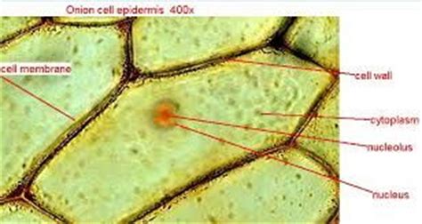 Root growth begins with seed germination. labeled Onion Cell Epidermis | Cell diagram, Cell wall, Cell