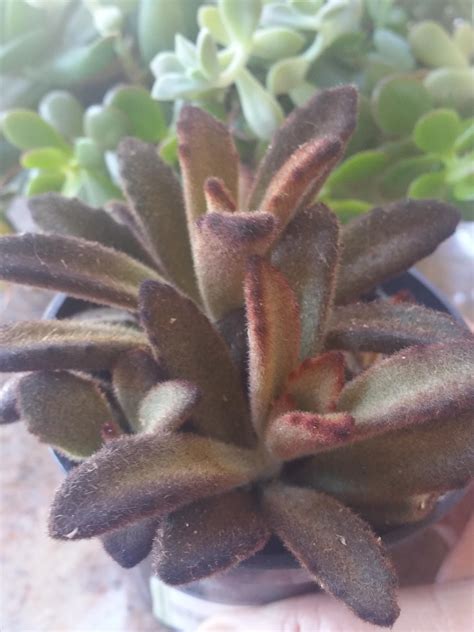 A native of madagascar, kalanchoe tomentosa has many different cultivars such as 'golden girl', 'chocolate soldier', 'black tie' and 'teddy bear'. My new fuzzy wuzzy "Cinnamon" kalanchoe : succulents