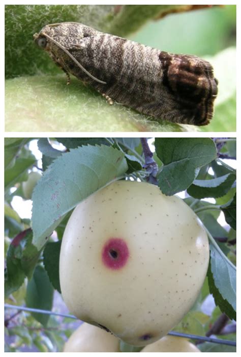 Codling Moth Task Force Formed Wsu Tree Fruit Washington State