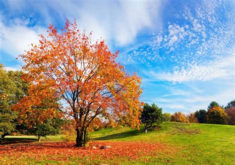 ¿cómo Es El Otoño