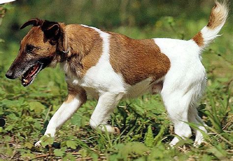 Aus verschiedenen kreuzungen entstand ein kleiner. Hunderasse: Glatthaar-Fox Terrier