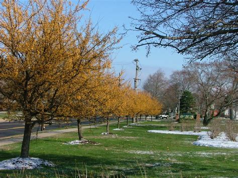 Malus Hargozamharvest Gold Crabapple Tree Winter Landscape