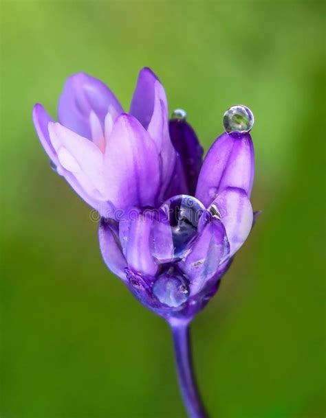 Water Drop Balanced On Petal Tip Of Purple Flower Stock Image Image