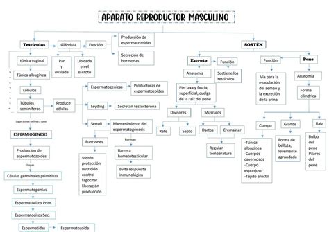 Aparato Reproductor Masculino Mapa Conceptual Udocz