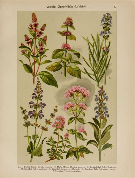 Herbs Assorted Circa 1907 Botanical Illustration Vintage Herbs