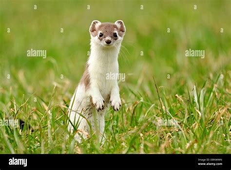 Ermine Stoat Short Tailed Weasel Mustela Erminea Standing In A