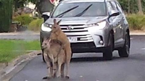 Kangaroos’ Public Sex Spree Causes Traffic Hold Up In Melbourne Complex Au