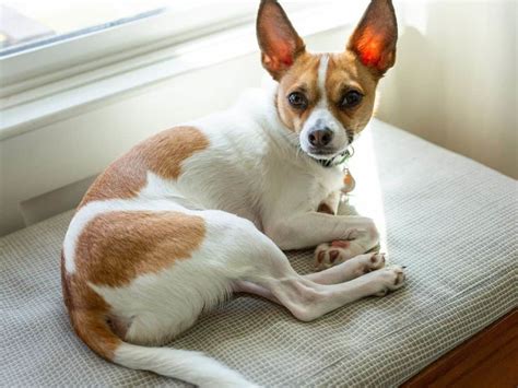 The Good And Not So Good Traits Of Chihuahua Terrier Mix Breeds The