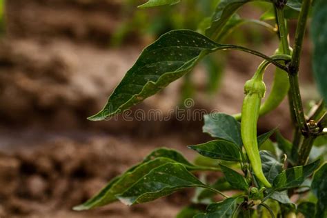 Green Chili Pepper Plant Stock Photo Image Of Natural 57693790
