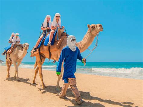 Paseo En Camello
