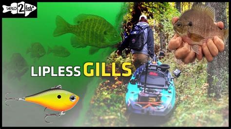 Target Bigger Panfish With Micro Lipless Crankbaits Youtube