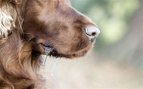 Is Drooling A Sign Of Pain In Dogs