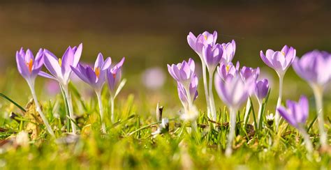 Nature Crocus 4k Ultra Hd Wallpaper