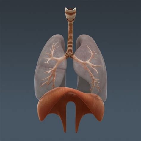 Human Body Internal Organs Anatomy 3d Model Max Obj