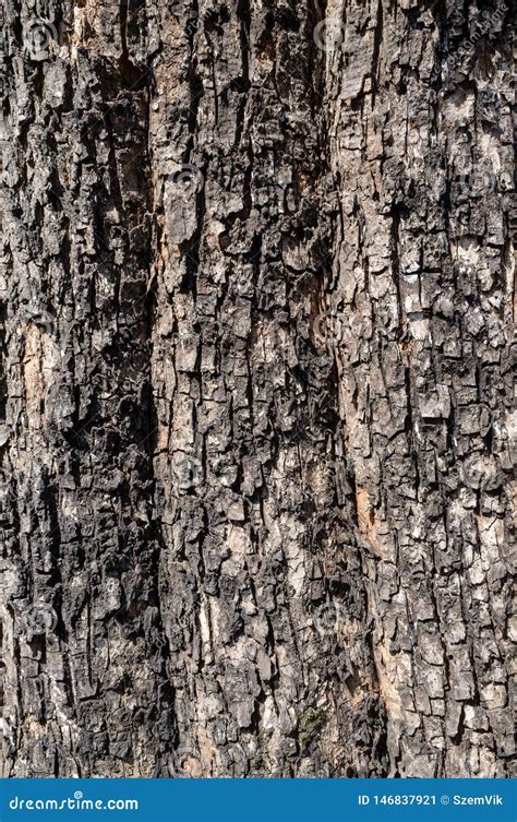 Populus Nigra Or Black Poplar Tree Bark Or Rhytidome Texture Stock