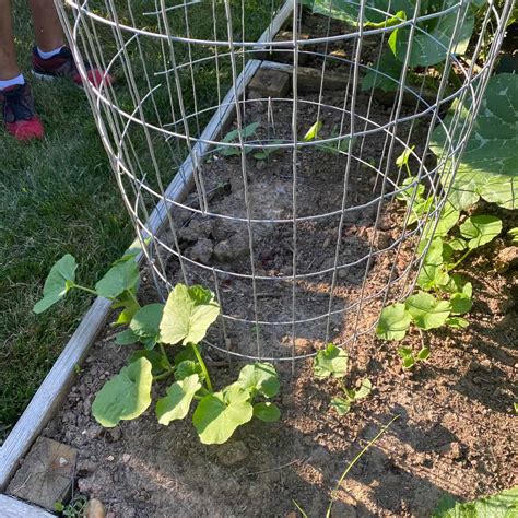Growing Pumpkins Vertically In A Small Space The Pumpkin Tower