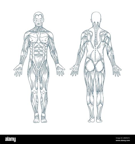 Human Anatomy Hand Drawn Vector Illustrations Set Male Body Front And