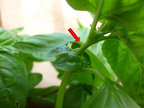 We did not find results for: Charm city balcony garden: Basil and little little salad