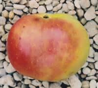 Plant at any time of year. Apple Trees 49- Historic Varieties Grown and Supplied by ...