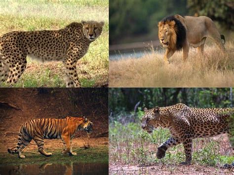 Are You Confused Identifying Lion Tiger Cheetah And Leopard Know The