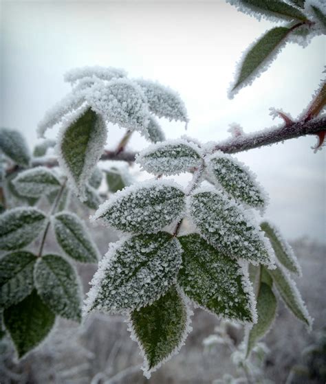 Free Images Tree Nature Branch Snow Winter Leaf Flower Frost