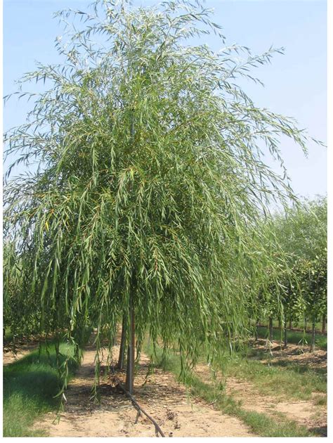 Niobe Golden Weeping Willow