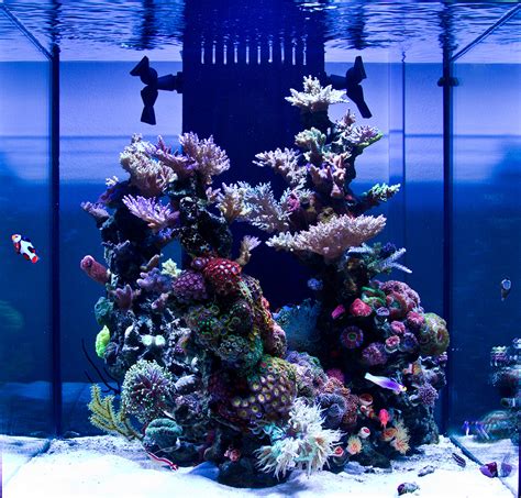 See more ideas about reef aquarium, aquarium, aquascape. MedRed's 60gal Solana XL Sculpted Reef Cube - July 2012 ...